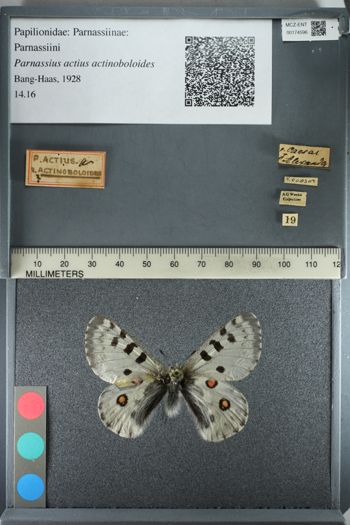 Media type: image;   Entomology 174596